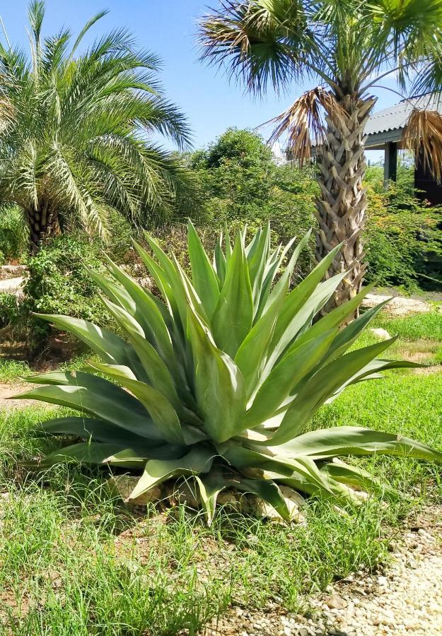 Red Palm Village Kralendijk  Exterior foto